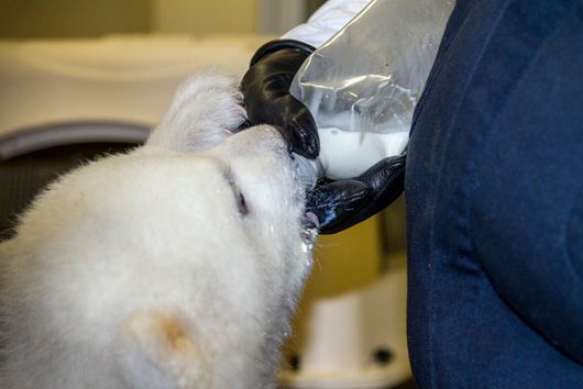 Orphaned polar bear cub Kali