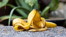 A banana peel in the garden on a wall iby plants to support a guide on how to use banana peels in your garden