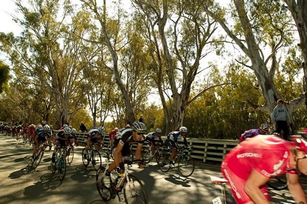The peloton speeds past Murray River Gums in Echuca on stage two of the tour.