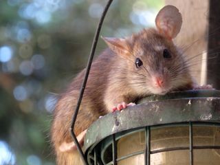 rat in garden on top of bird feeder