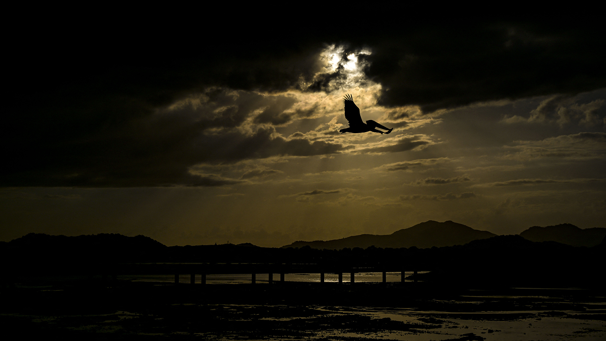 A pelican is silhouetted against the sky above Panama City, Panama
