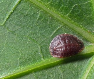 Black scale bug on the underside of a green leaf