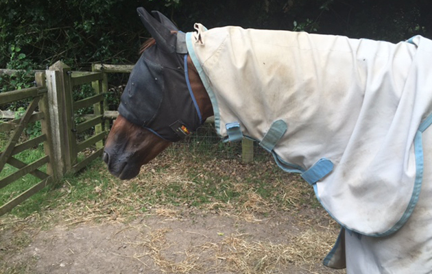 Clifton Lush back home in his field