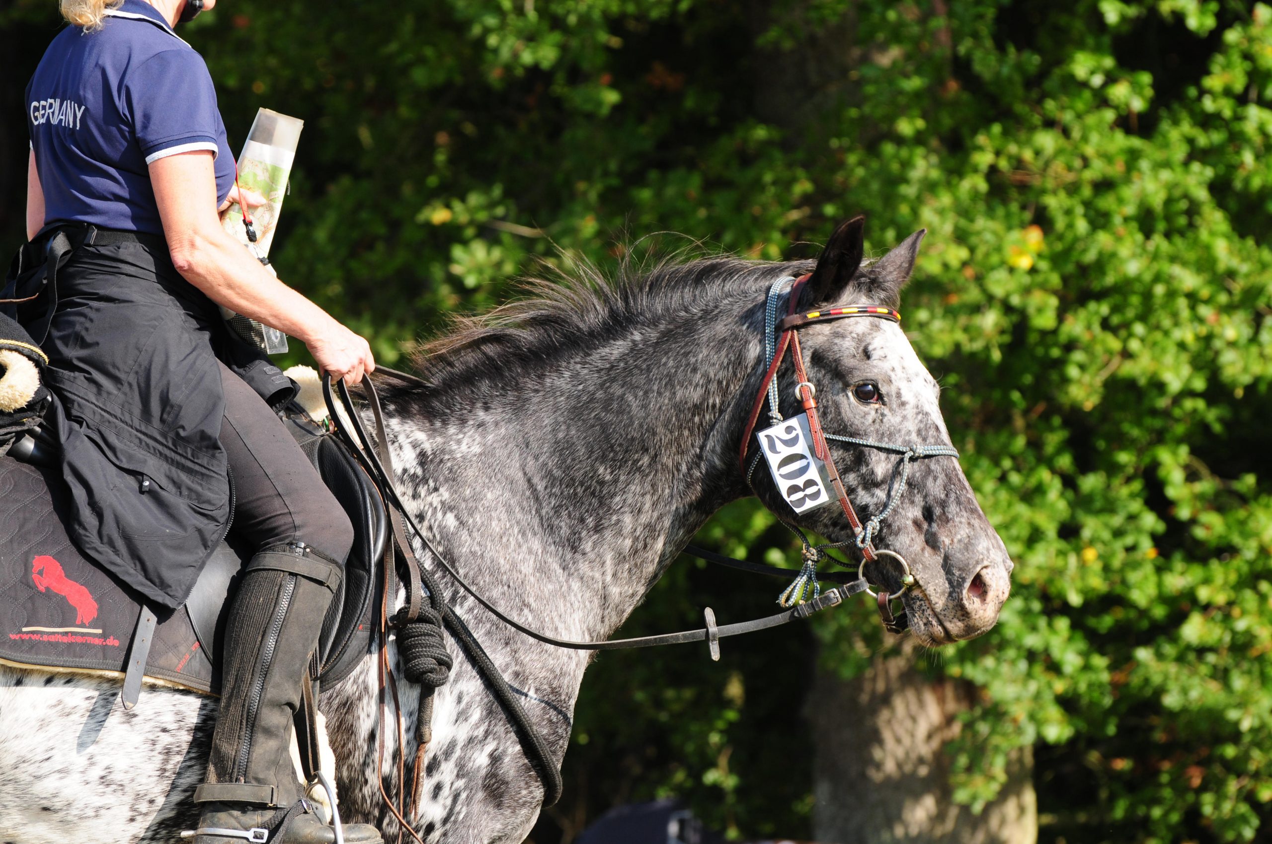 An appaloosa being competed in endurance, where their natural stamina is an asset
