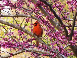 Male cardinal on a flowering Redbud Tree