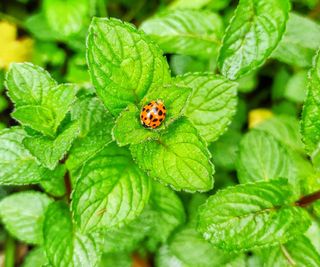 Ladybug on mint plant