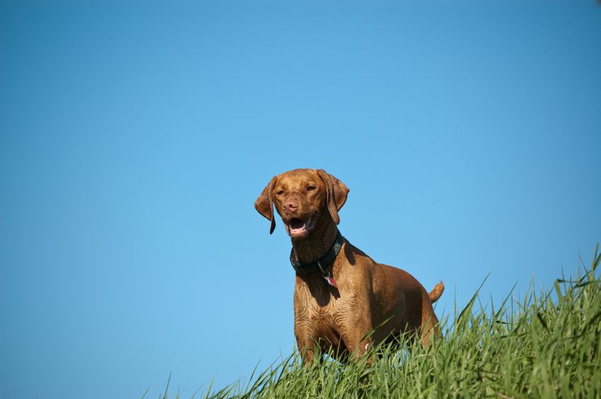 A Vizsla dog.