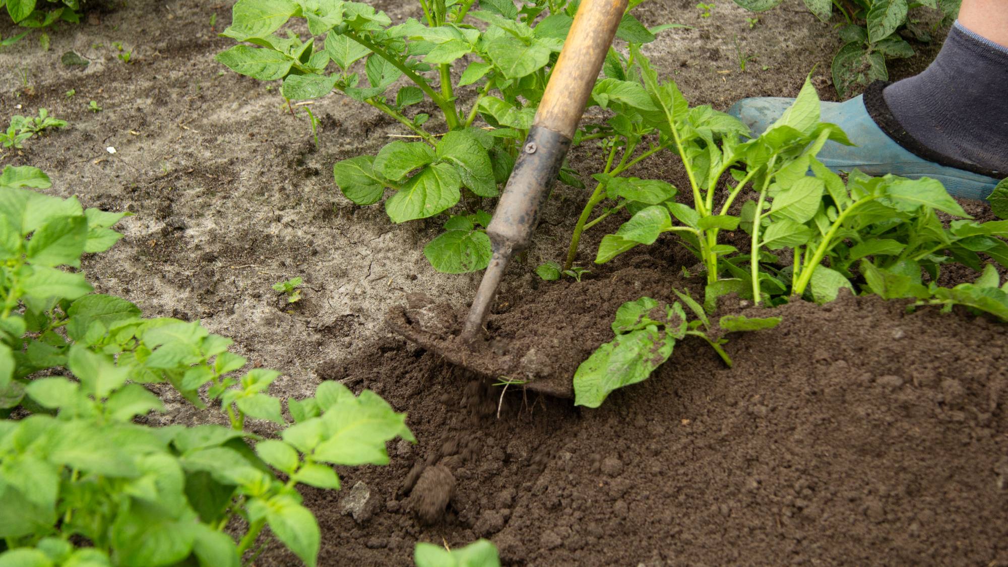 Gardener hilling potatoes with a hoe