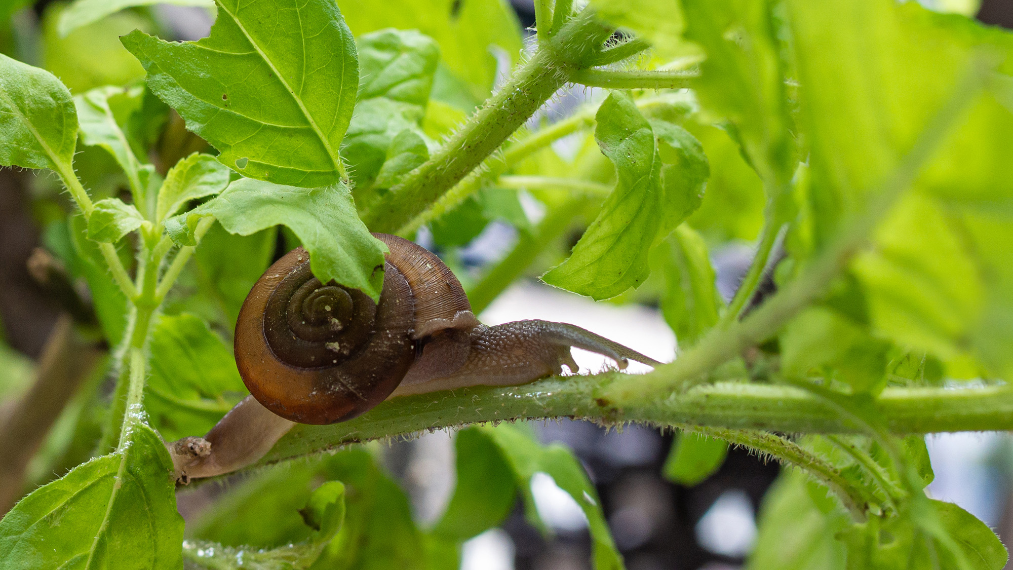 Snail on basil leaves