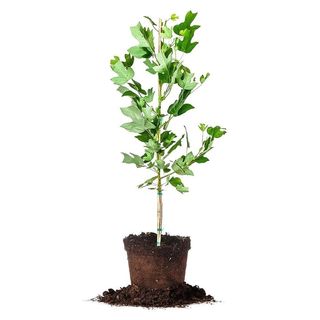 Small tulip tree with loose soil