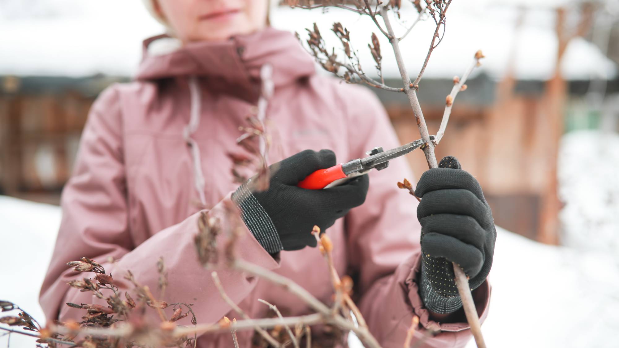 Plants to prune in January, woman pruning plant in winter