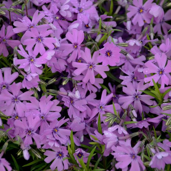 Purple Beauty Creeping Phlox