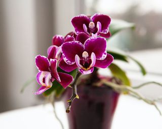 Orchid in a pot
