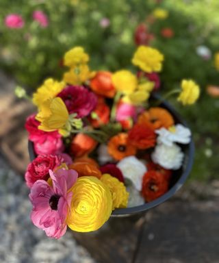 Cut flowers from Dee's garden