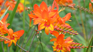 Crocosmia