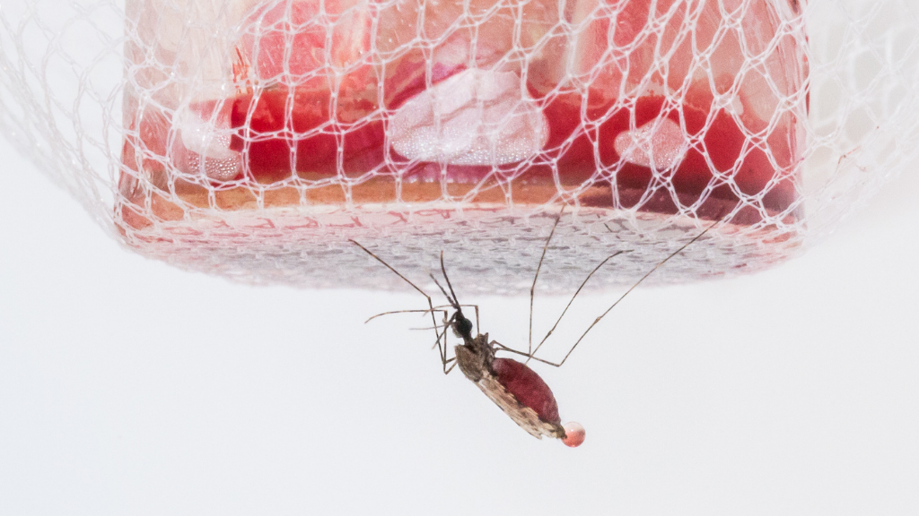 mosquito feeding on blood in a lab experiment