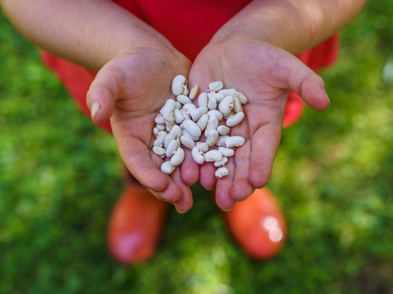 Child&amp;#39;s Hands Holding White Beans