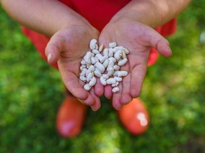 Child's Hands Holding White Beans