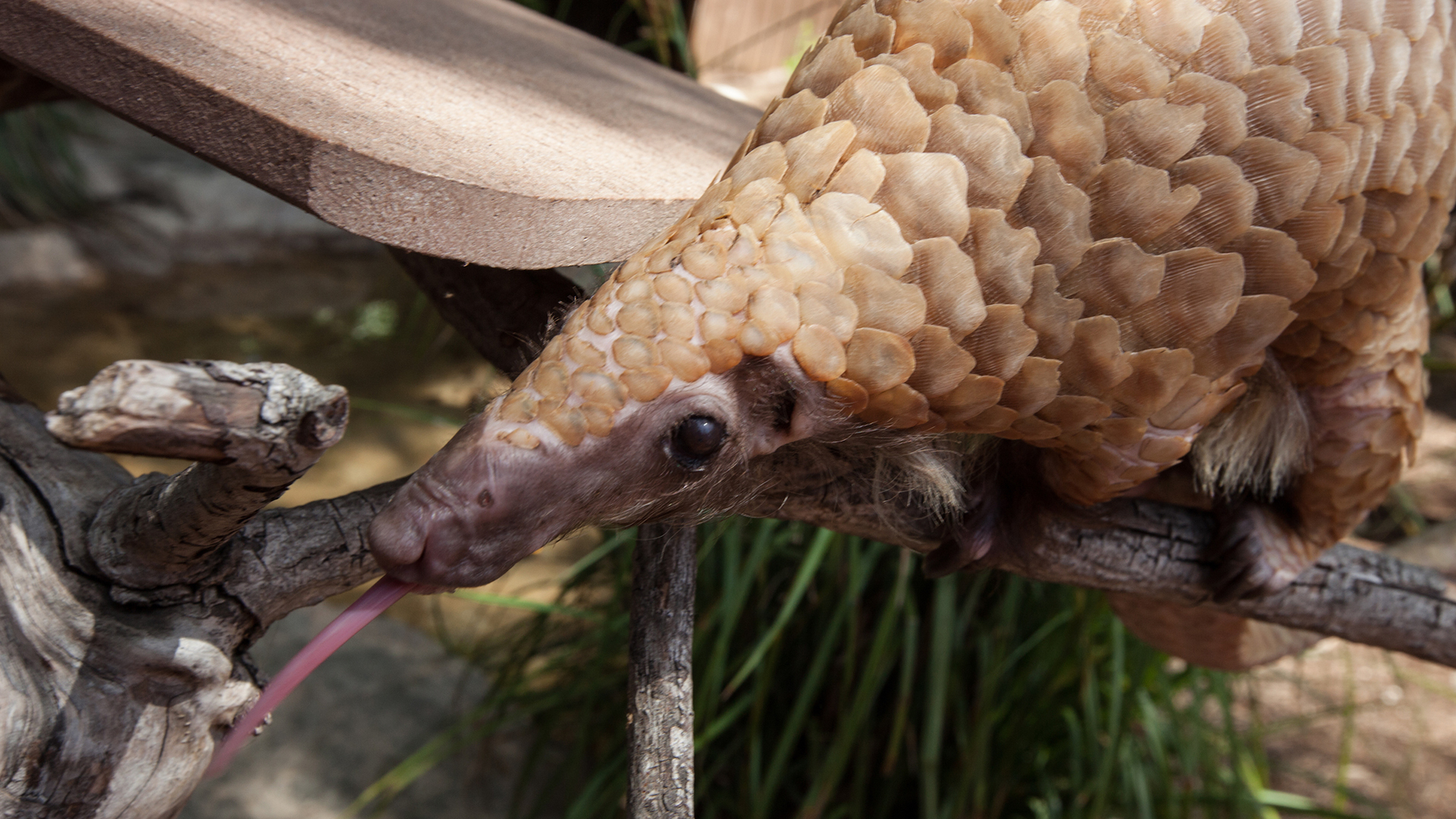 A pangolin licking a log