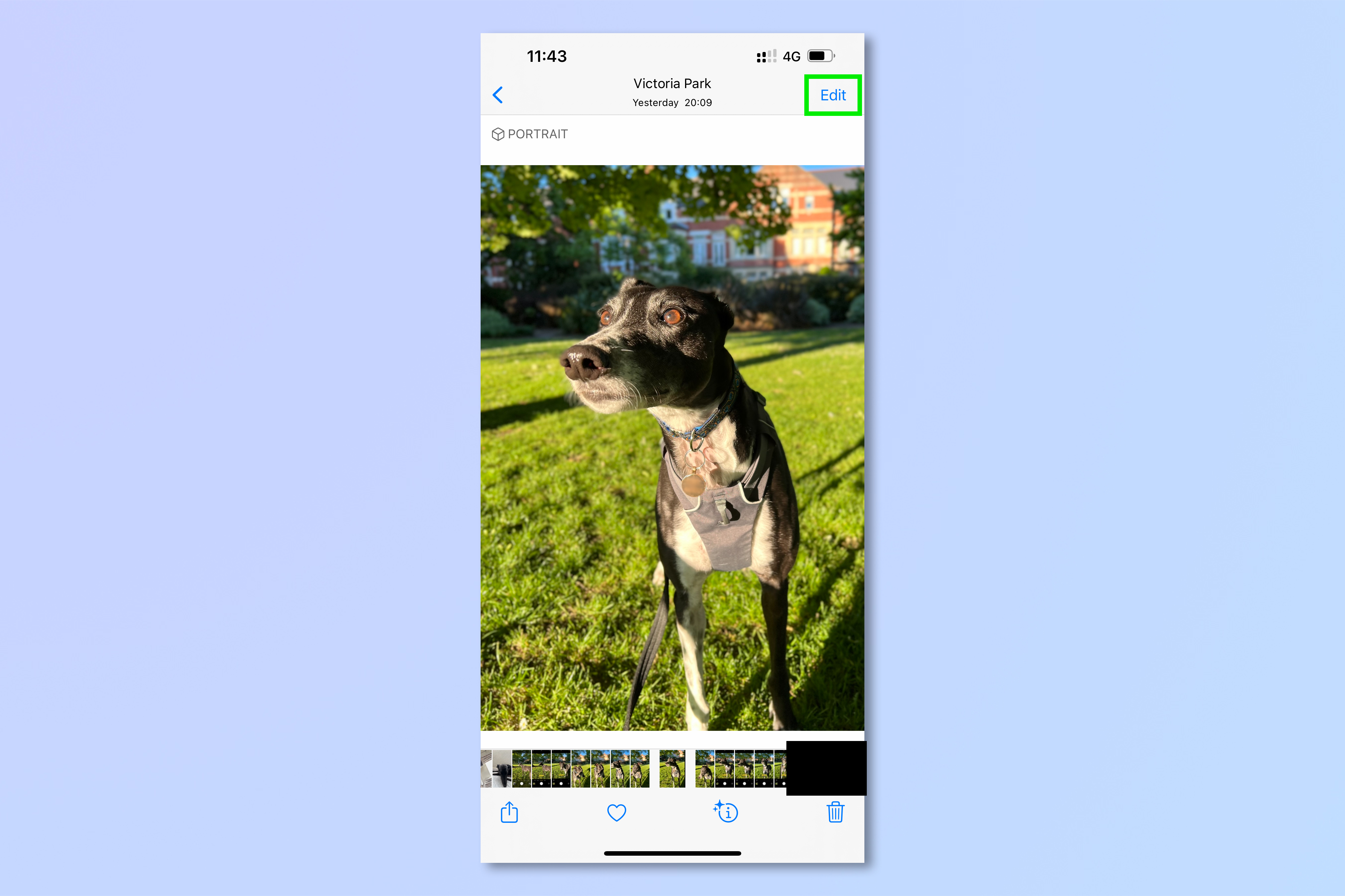 An iPhone screenshot of a greyhound pictured in the iPhone Photos app, demonstrating the steps required to blur the background of iPhone photos