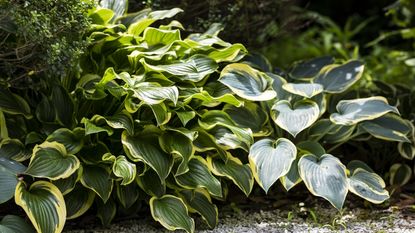 Collection of hosta plants growing over a gravel path