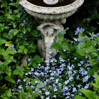A eathered old bird bath, surrounded by Forget me not, flowers and Green foliage