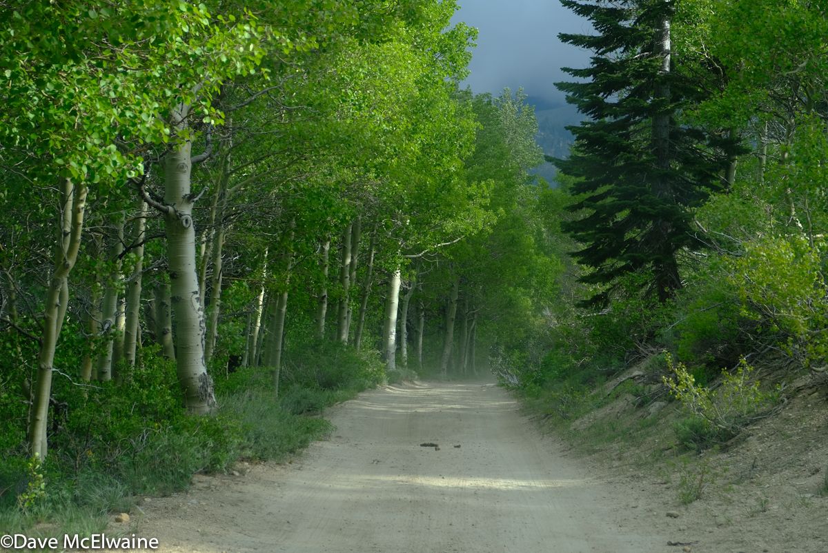 The riders were treated to several aspen lined fire road sections of the course.