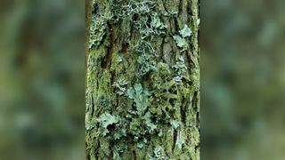 High casqued chameleon (Chamaeleo hoehnelii) on lichen covered bark