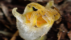 The rediscovered Thismia kobensis plant with its waxy, translucent flower erupting from the forest floor.