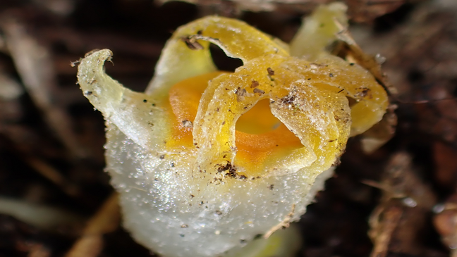 The rediscovered Thismia kobensis plant with its waxy, translucent flower erupting from the forest floor.