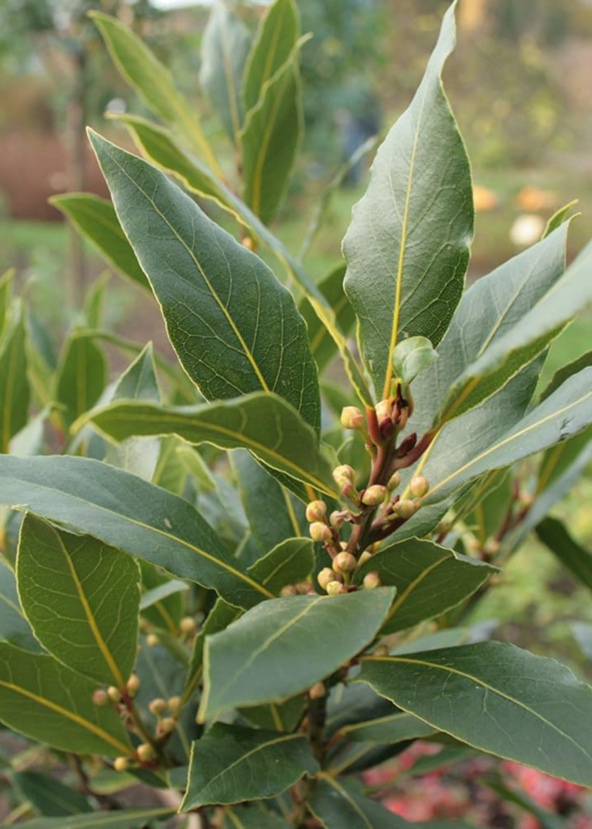 A close-up of a bay leaf plant