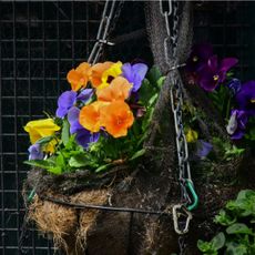 hanging shade plant