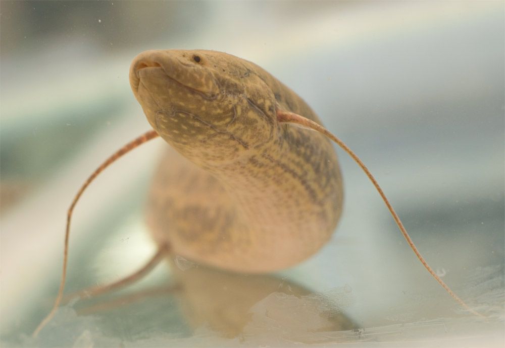 The African lungfish (&lt;em&gt;Protopterus annectens&lt;/em&gt;) displayed primitive walking behavior in the lab, using its skinny fins to bound and walk across the floor.