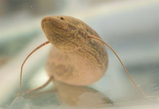 The African lungfish (<em>Protopterus annectens</em>) displayed primitive walking behavior in the lab, using its skinny fins to bound and walk across the floor.