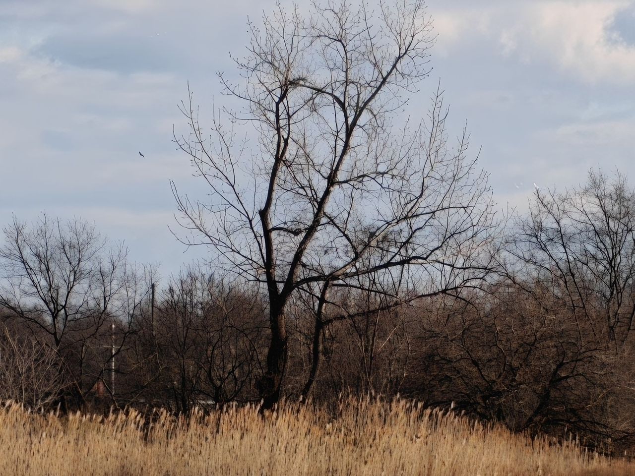OnePlus 13 zoom sample.
