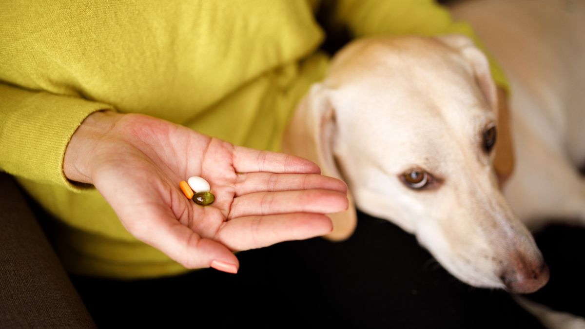 Tramadol for dogs Vet's guide to uses, side effects and dosage PetsRadar