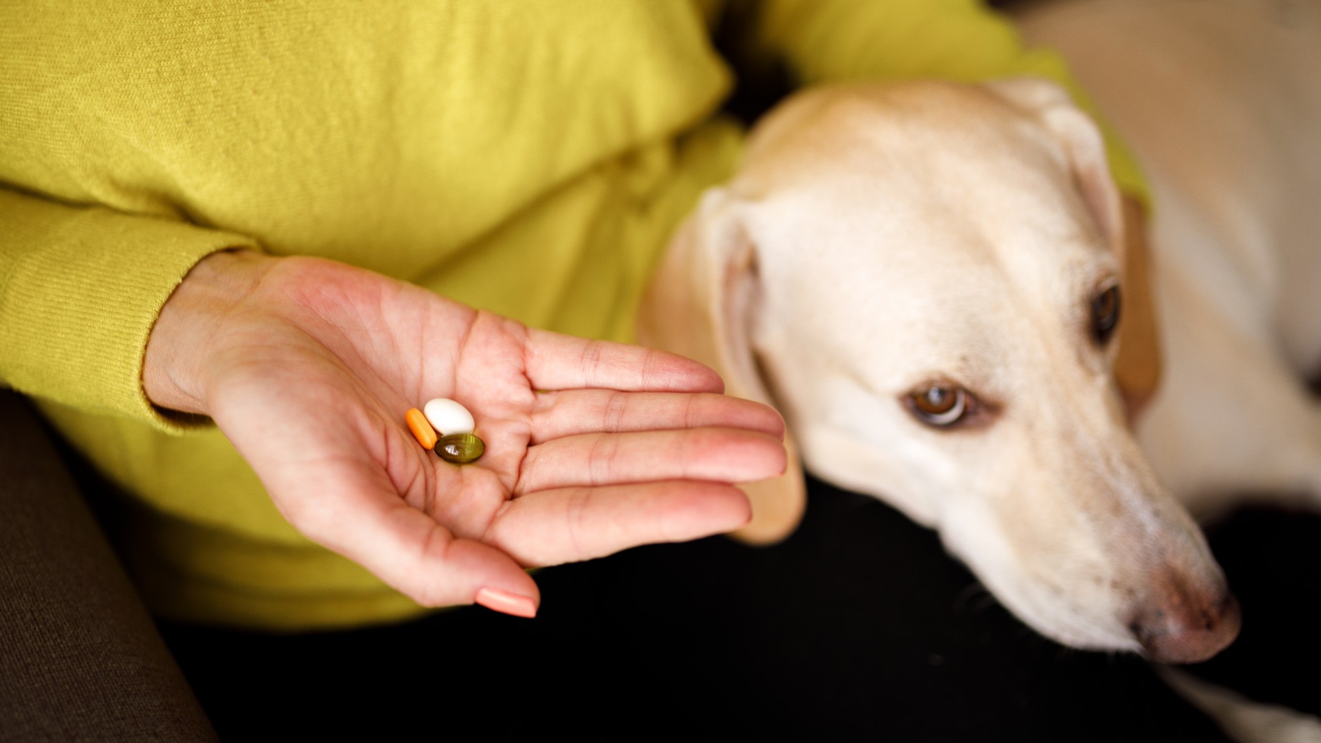 tramadol-for-dogs-vet-s-guide-to-uses-side-effects-and-dosage-petsradar