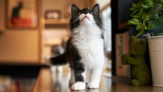 Young Norwegian forest cat