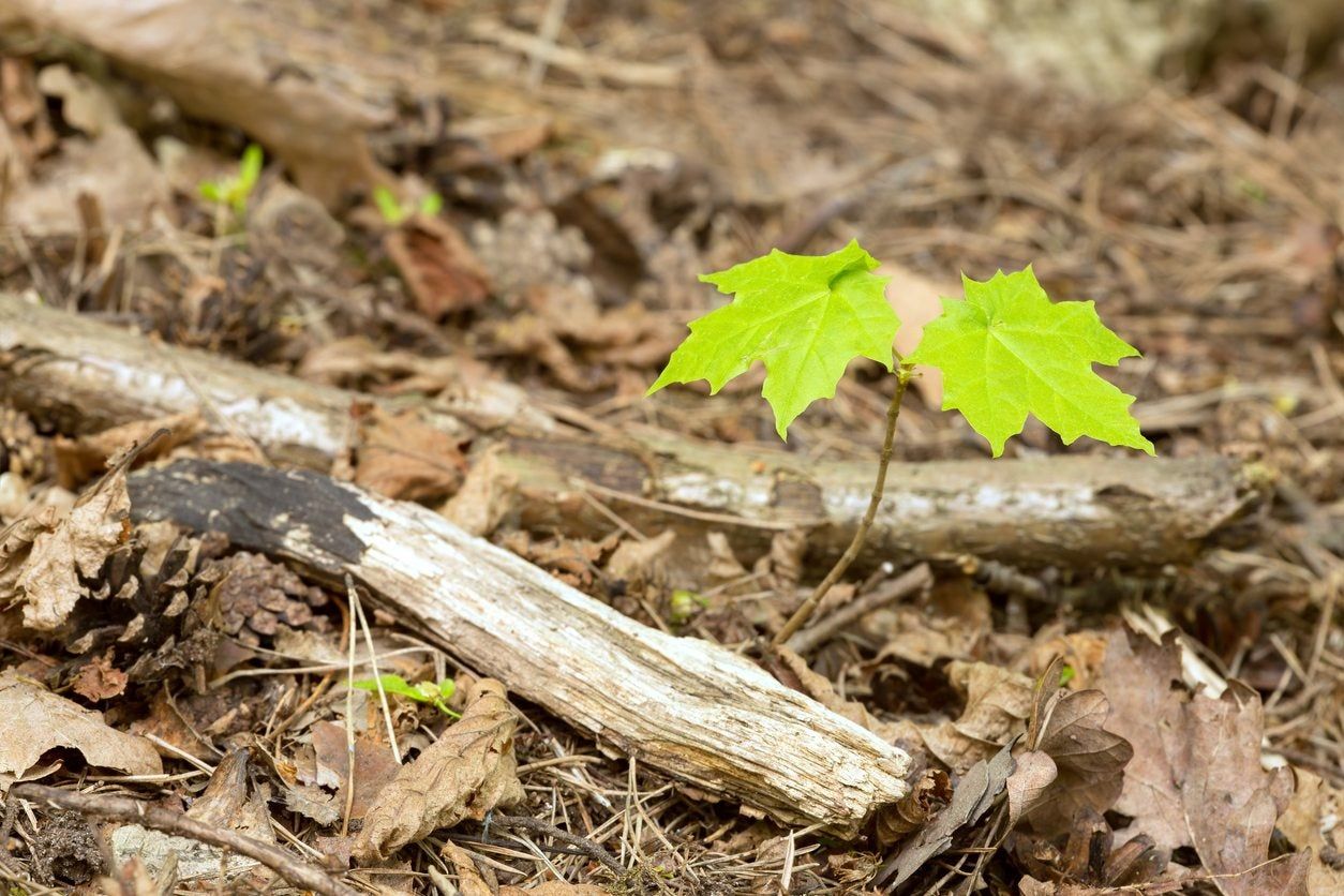 norway maple 