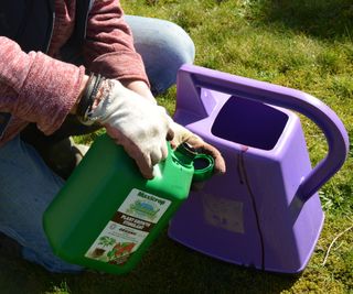 Diluting a liquid seaweed fertilizer in a watering can to feed plants