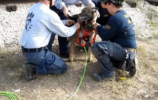 Canine Assisted Robot Deployment, Dog Carries Snake Robot