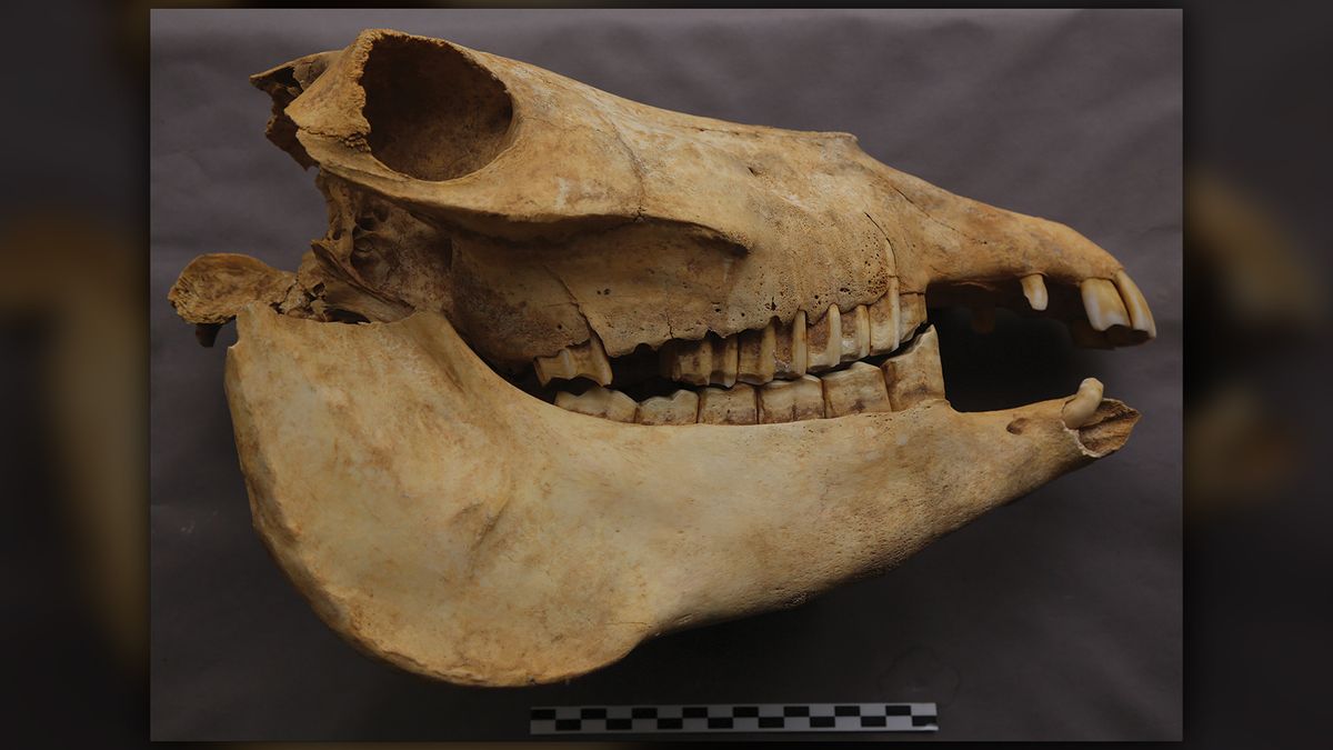 A skull of one of Cui Shu&#039;s beloved donkeys. 