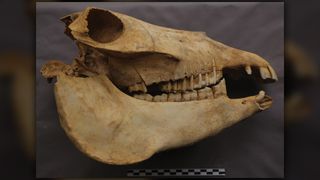 A skull of one of Cui Shu's beloved donkeys.