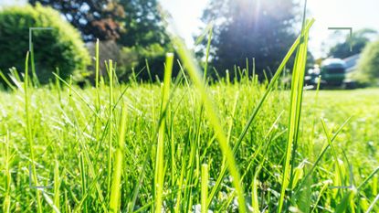 low level of a lawn in the sunshine to ask can you cut grass in the heat
