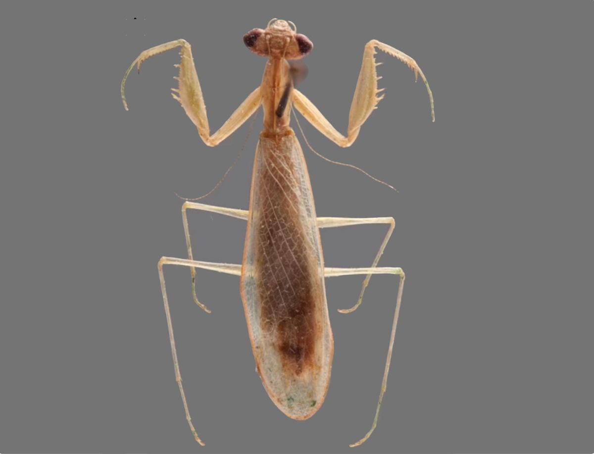 A newly identified praying mantis from Madagascar has been named &lt;i&gt;Ilomantis ginsburgae&lt;/i&gt; after Supreme Court Justice Ruth Bader Ginsburg.