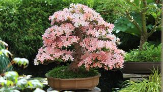 Satsuki azalea bonsai tree in flower
