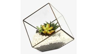 Aztec Cube Terrarium Kit