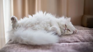 white fluffy cat lying on a sofa