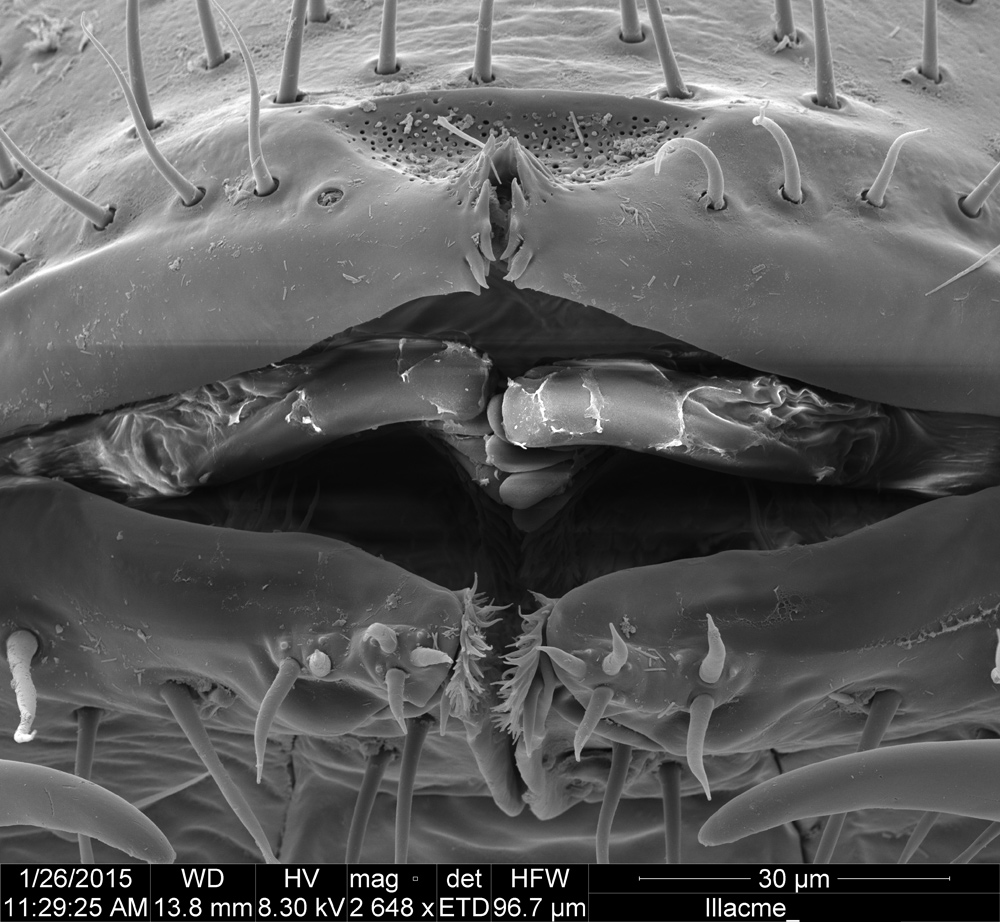 brand new millipede