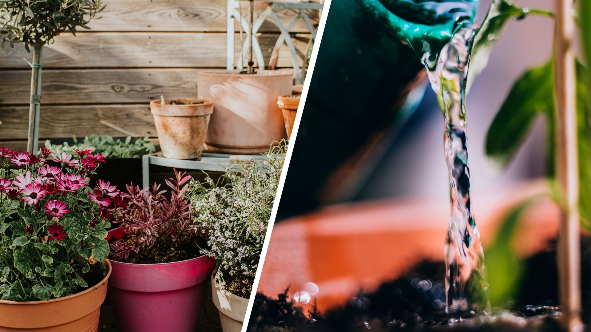  composite of potted plants and watering can being used to water potted plant